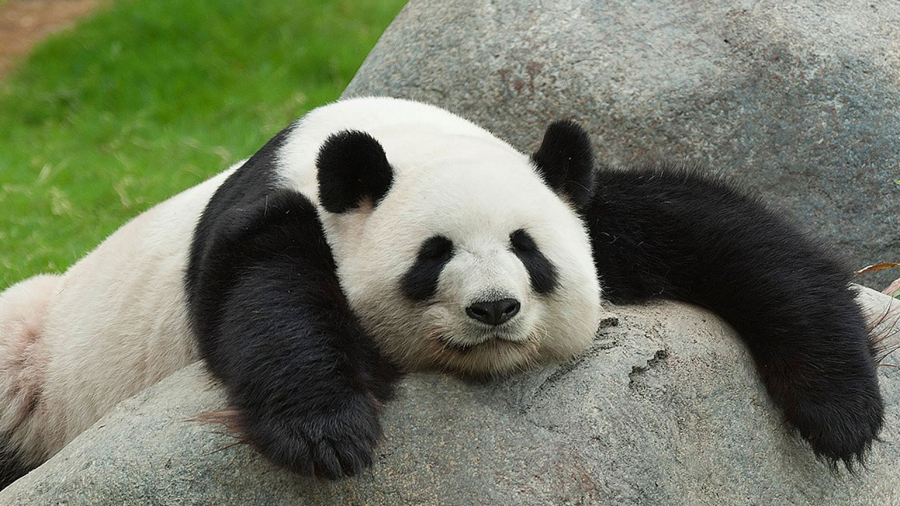 Bir panda evlat edinmek ister misiniz?